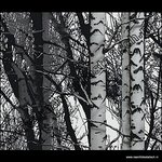 statische raamfolie bomen