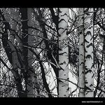 statische raamfolie bomen