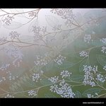 Statische raamfolie Nature 45cmx1,5m