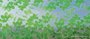 Statische raamfolie groene bladeren 70cm x 2m_8