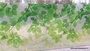 Statische raamfolie groene bladeren 46cm_8