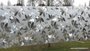 Statische raamfolie flower deluxe 70cm x 2meter_8