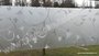 Statische raamfolie Bloemmotieven deluxe 70cm x 2meter_8