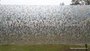 Statische raamfolie Rubi 70cm x 2meter_8
